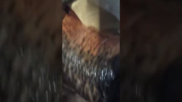 рыба сазан великан смотреть онлайн