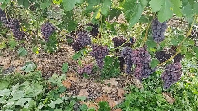 Виноград Памяти Учителя смотреть онлайн