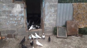 Мои бакинские голуби новые чили и новые чёрные белоносые