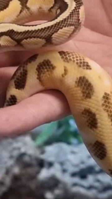 snake 🐍 🐍 🐍 #shorts #shortvideo #youtubeshorts смотреть онлайн