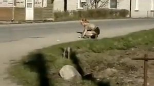 Пьяная девушка Drunk girl