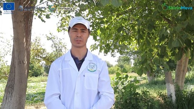 Фойдалилиги беқиёс бўлган КЕЙЛ карами энди Ўзбекистонда! смотреть онлайн