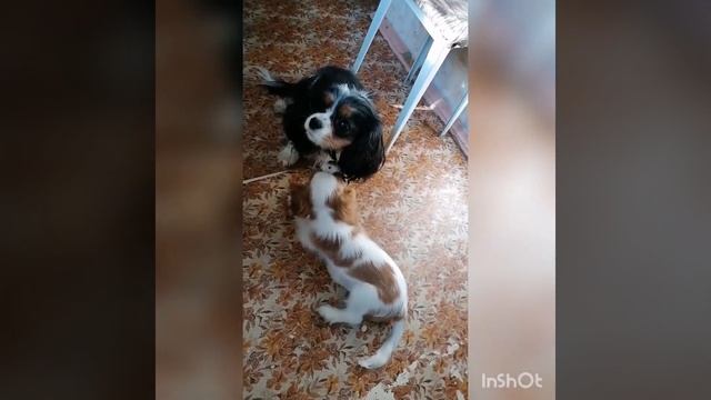 кавалер кинг чарльз спаниель, девочка. смотреть онлайн