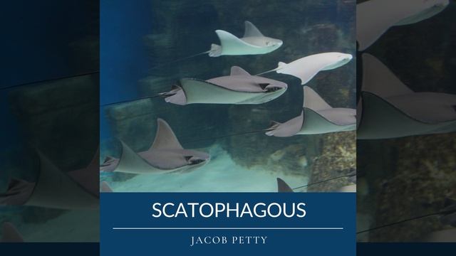 Erratic Hydra смотреть онлайн