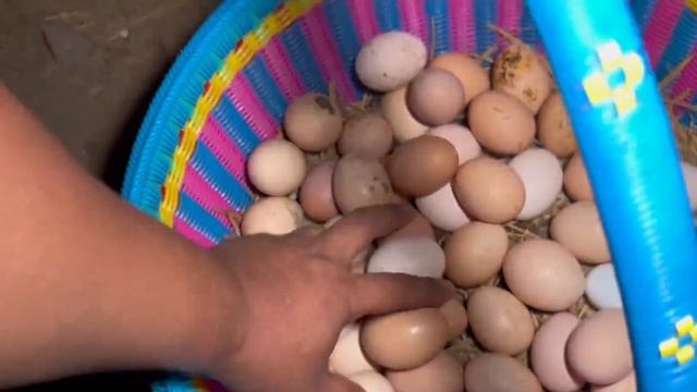 Harvesting chicken eggs, duck eggs, goose eggs, muscovy duck eggs on the farm | Farm Life смотреть онлайн
