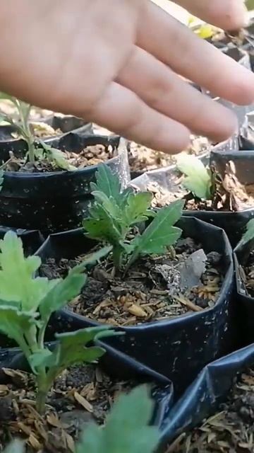 3rd day of propagating #chrysanthemum#Plant&Growth#farminglife#rurallifeview#short смотреть онлайн