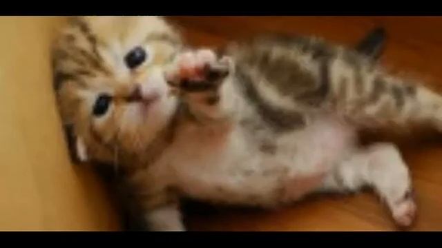 Клип киса киса мяу мяк смотреть онлайн