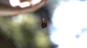 Завораживающая биомеханика полета бабочки: 1000fps