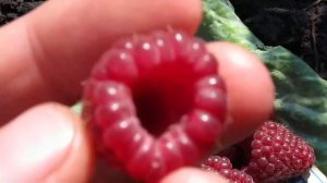 Ягода Дельбар  Манифик