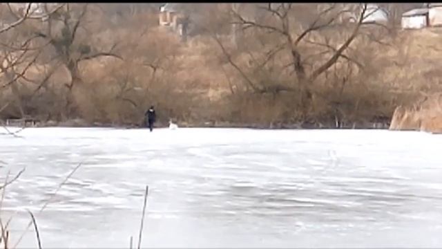 На Холоднянському ставку врятували лебедя