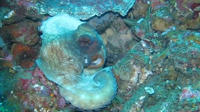 House Reef Octopus