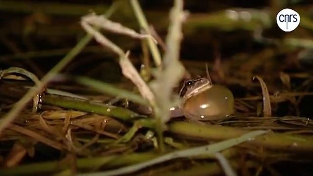 Le chant des grenouilles Hyla arborea Le Bar des sciences Actualité scientifique et enquêtes, a смотреть онлайн