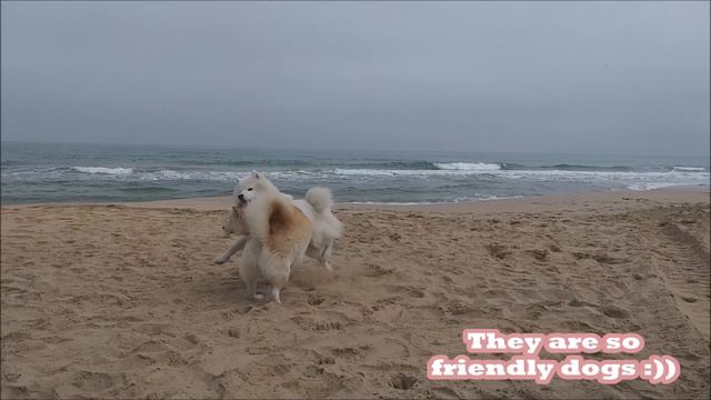 A good friendship with different kind of dogs (Betsy Wolfie Samoyed) 💕 смотреть онлайн