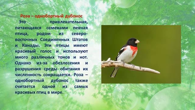 Кто лучше всех выводит трели