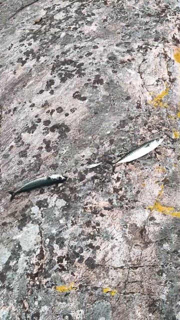 Рыбалка в Норвегии на скумбрию 👍 Fishing in Norway #рыбалка #рыбак #скумбрия #fishing #norway смотреть онлайн