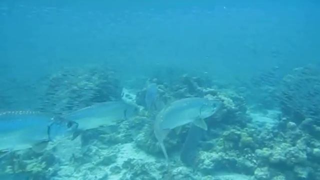 8 Tarpon смотреть онлайн
