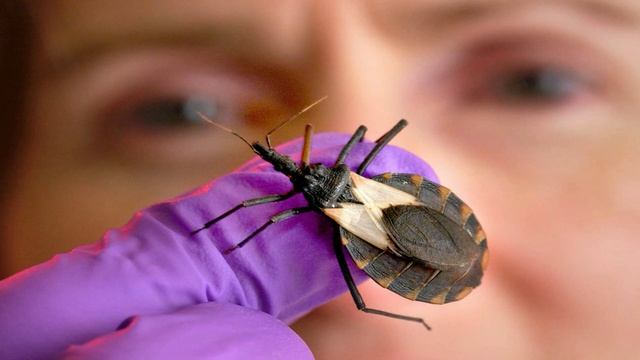 #shorts insect Kissing bug | WHATTHE FACTHINDI смотреть онлайн