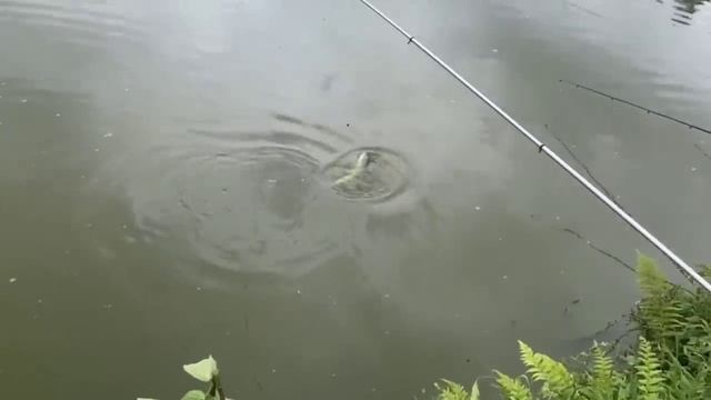 khwai dohkha da soh khaw ja dait shisha смотреть онлайн