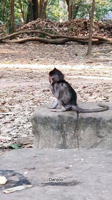 #Monkeys #ASMRMongkey #Monkeyeating #Веселая Обезьяна #Обезьяна ест / #Обезьяны #shorts смотреть онлайн