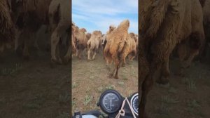 новая песня Дмитрия Шараева