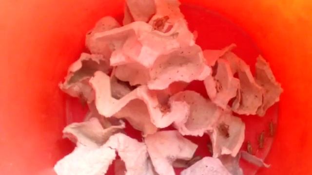 Мои покупки  из зоо завра