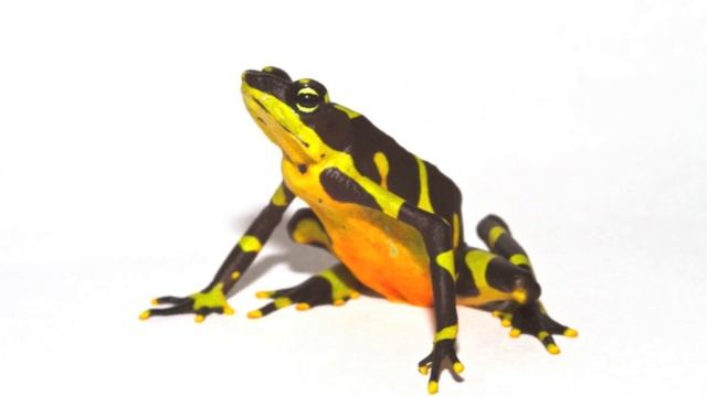 Frog Song by Alex Culbreth смотреть онлайн