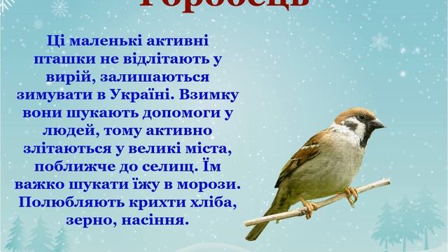 Заняття із соціумом, природним довкіллям "Птахи під нашим захистом" смотреть онлайн