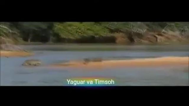 Yaguar смотреть онлайн