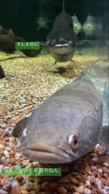 チャンナ・アウロフラメア／アクアトトぎふ［YouTube水族館］ смотреть онлайн