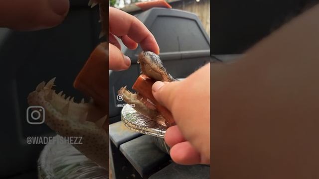 Swamp allegator meat 😅 #shorts