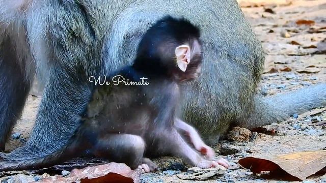 Super Review Of Daily life A Little Princes Tilly Enjoy Her Lucky life With Good Mom Toma@realmonke смотреть онлайн