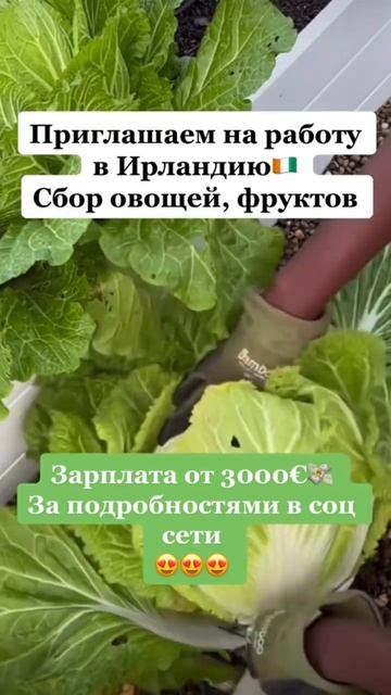Ирландия 🇮🇪 сбор овощей, фруктов🍏🥬 смотреть онлайн