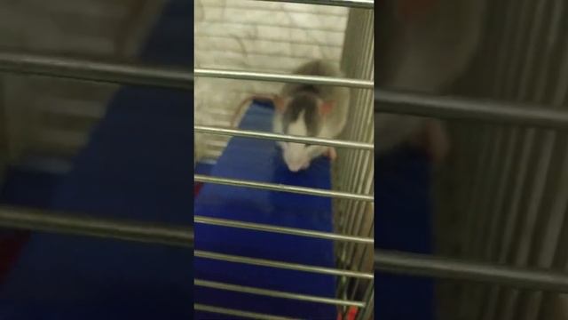 малыш на прогулке смотреть онлайн