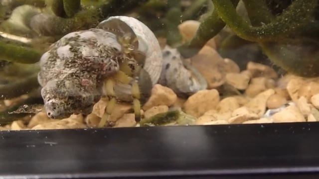 ヤドカリの引越 part4　Hermit Crab Changing Shells　Cua ẩn sĩ thay vỏ.　Краб-отшельник меняет панцирь. смотреть онлайн