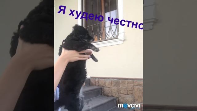 5 фактов о моей собаке//первое видео смотреть онлайн