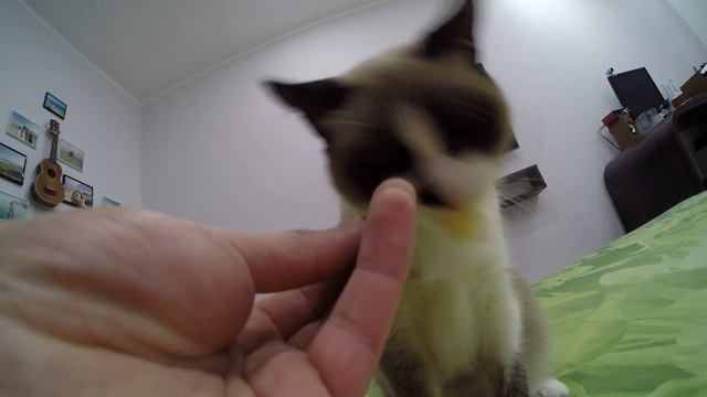 моя кошка ест картошку)