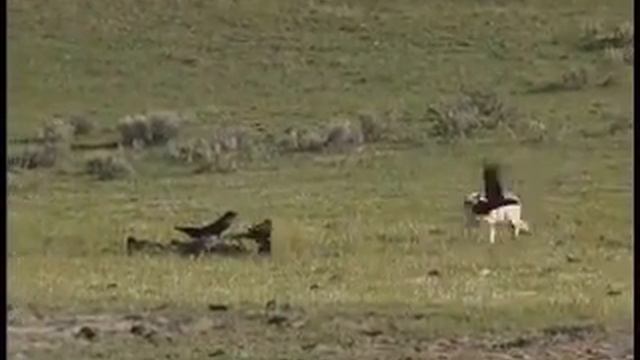 James Yule Presents: 001 - Grizzly, Wolf and Bison смотреть онлайн