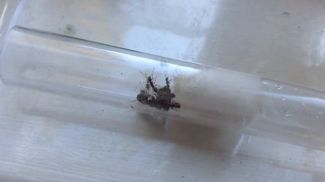 Formica Cinerea Journal Entry #2 смотреть онлайн