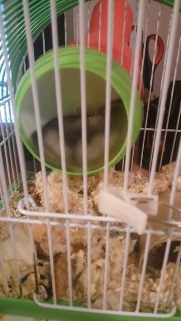 Хомяк скушал всю колбасу 🐁🐀🍴🌌 смотреть онлайн