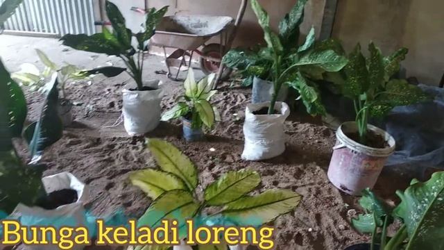 Tanam bunga keladi loreng смотреть онлайн