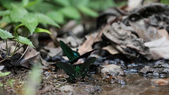 ルリモンアゲハ(Papilio paris)のポンピング。19-Mar-2022 смотреть онлайн