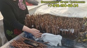 Способ укоренения черенков.