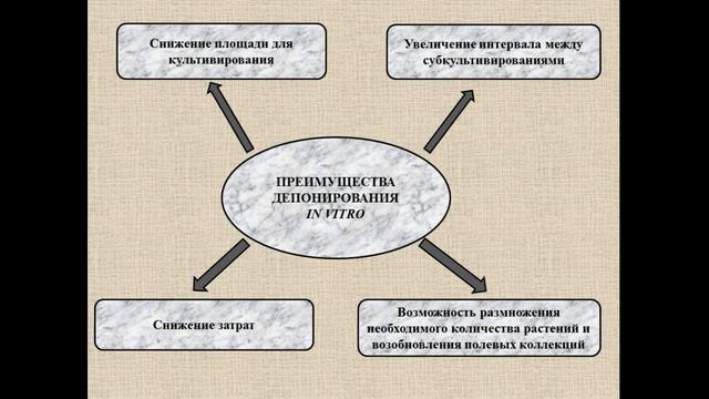 Биотехнология. Эфиромасличные. Создание коллекции In Vitro.