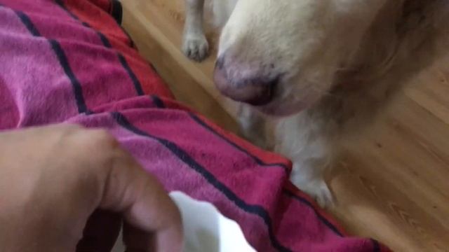 Feeding my dog with grapes./ Кормлю собаку виноградом. смотреть онлайн