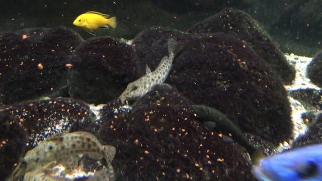 Auchenoglanis tanganicanus feeding time смотреть онлайн