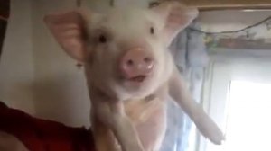 Поросёнок визжит