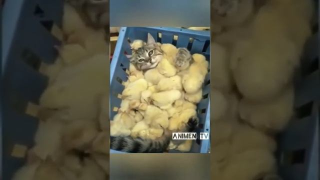 милые кошки кайфуши смотреть онлайн