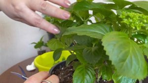 Черенкование крупнолистной гортензии весной