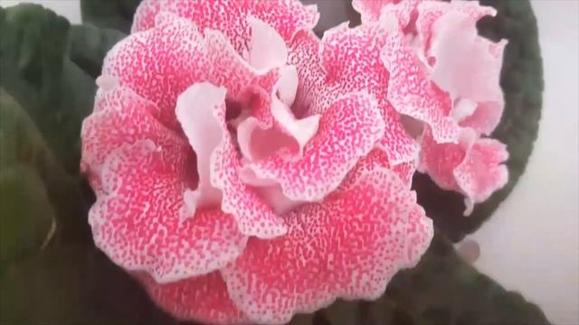 Beautiful Sonata Gloxinia Flowers