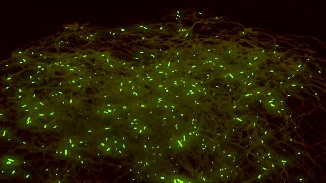 Blender Ivy Curve Brain Simulation смотреть онлайн